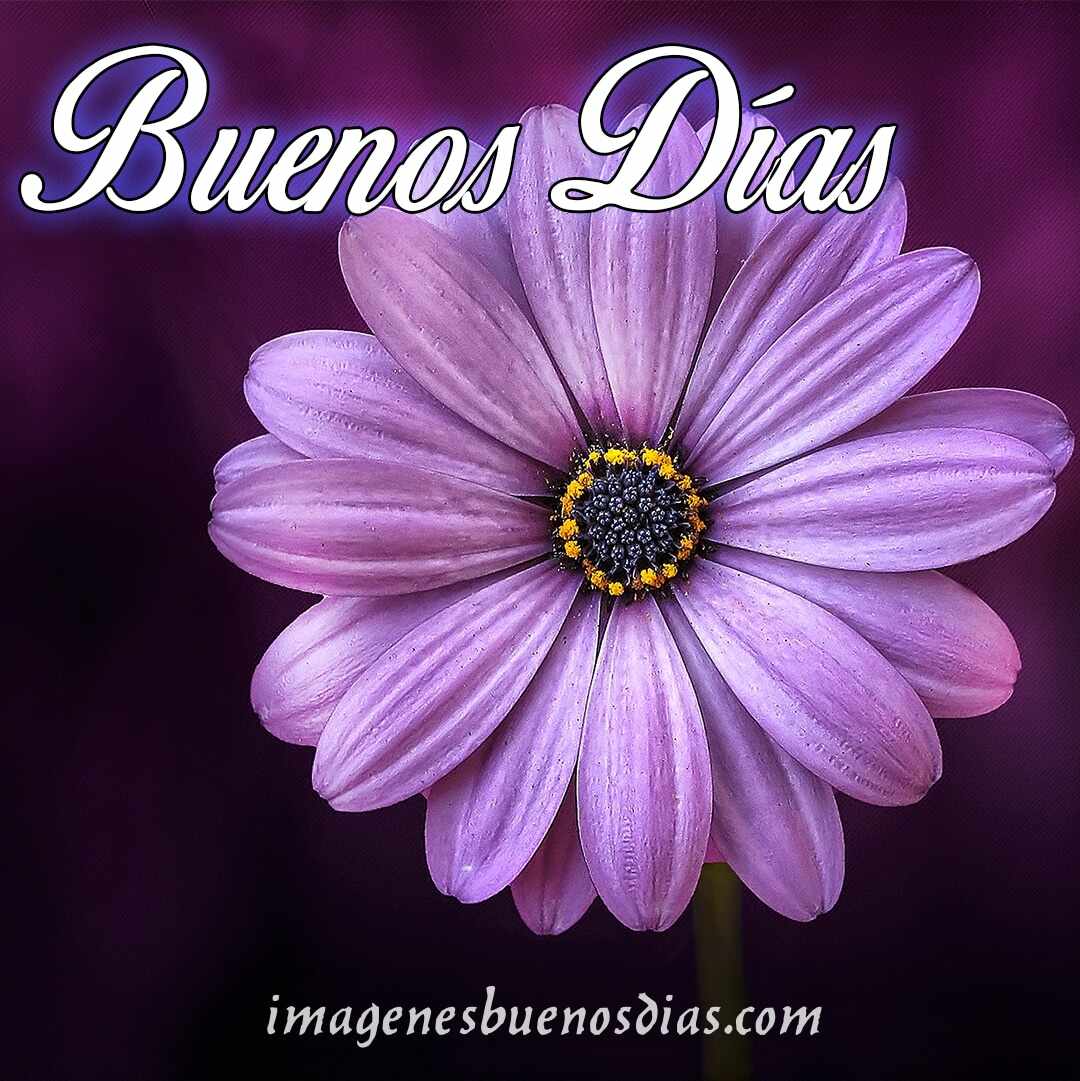25 Imágenes Buenos Días con Flores y Rosas ????