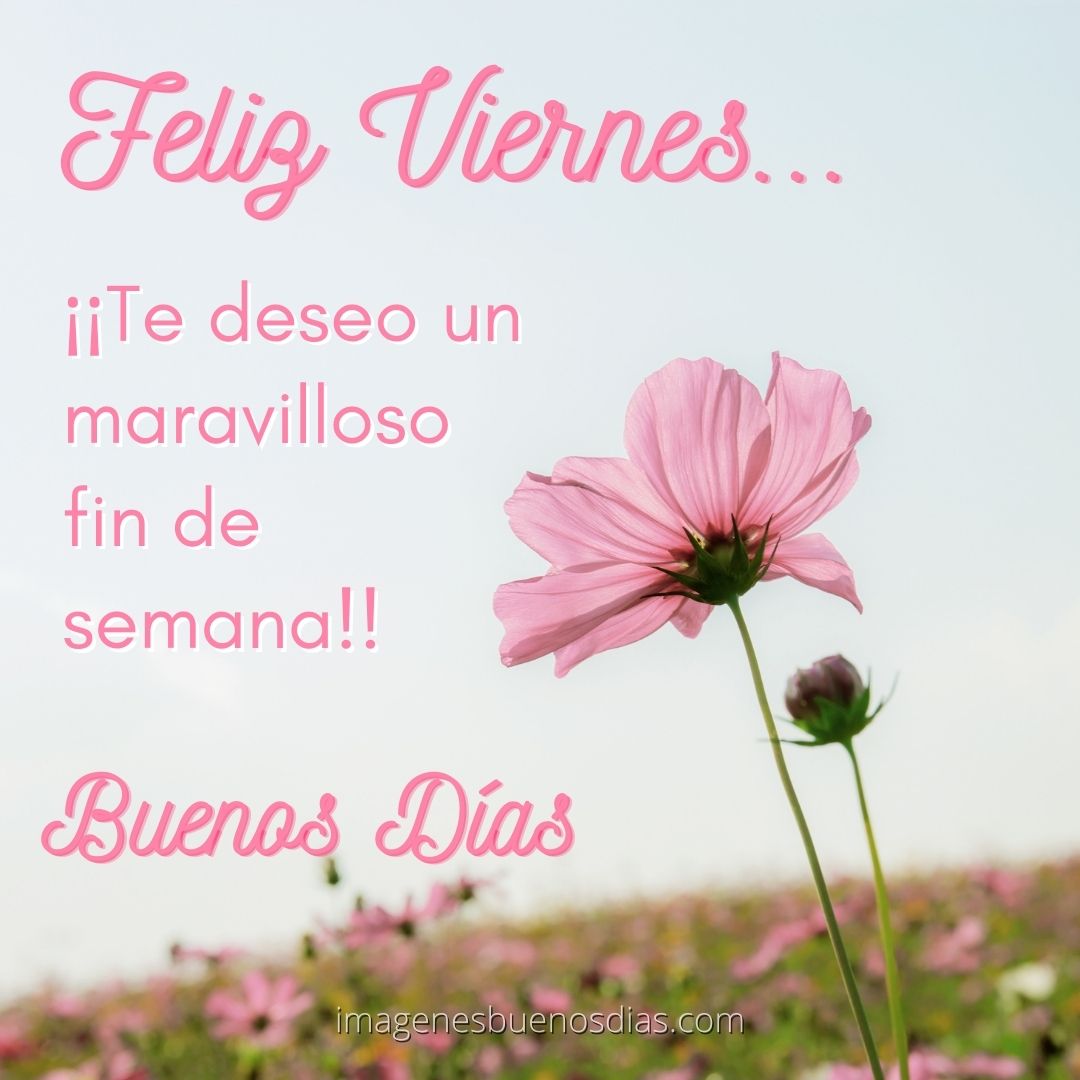 60 Imágenes De Feliz Viernes 🥳 Imágenes De Buenos Días 